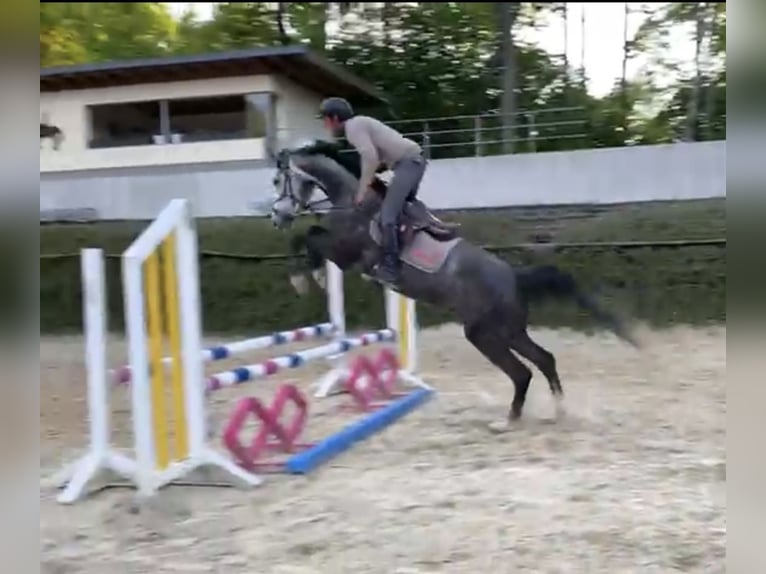 Westphalian Gelding 5 years 16,1 hh Gray in Windhagen