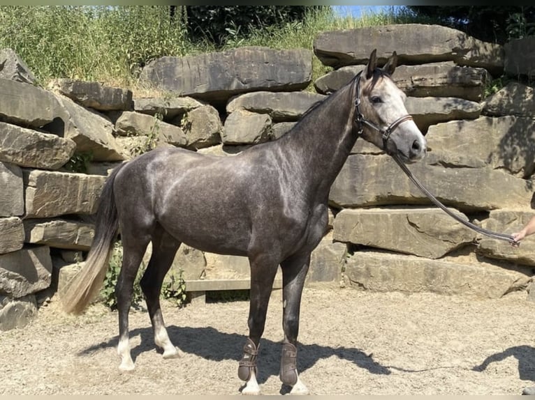 Westphalian Gelding 5 years 16,1 hh Gray in Windhagen