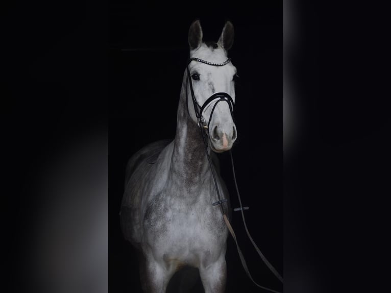 Westphalian Gelding 5 years 16,1 hh Grey-Dapple in Altenberge