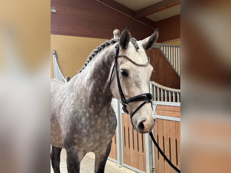 Westphalian Gelding 5 years 16,1 hh Grey in Kirchenthumbach