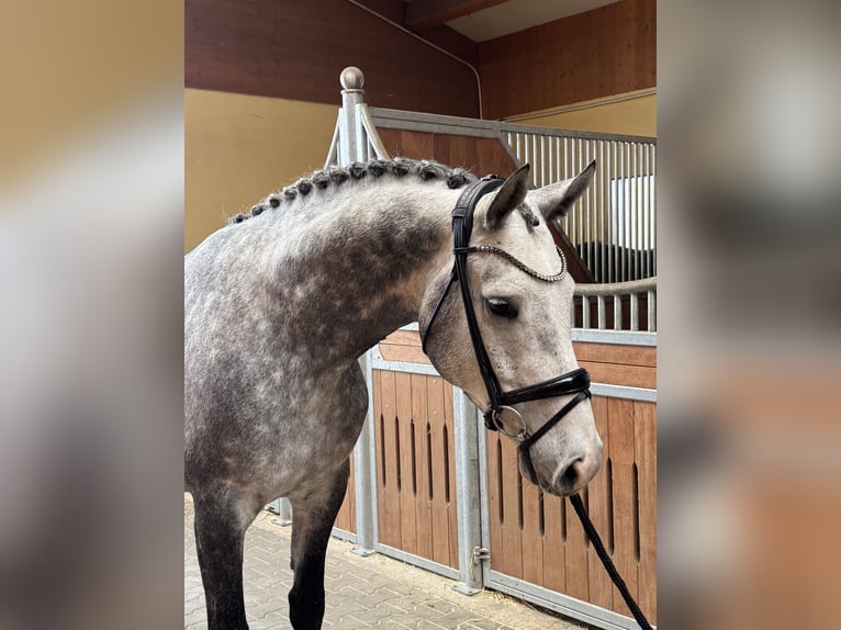 Westphalian Gelding 5 years 16,1 hh Grey in Kirchenthumbach