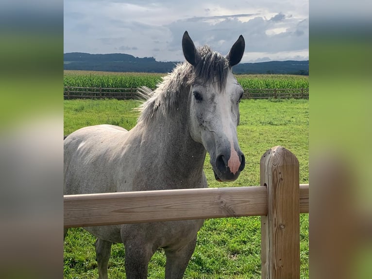 Westphalian Gelding 5 years 16,1 hh Grey in Dornburg