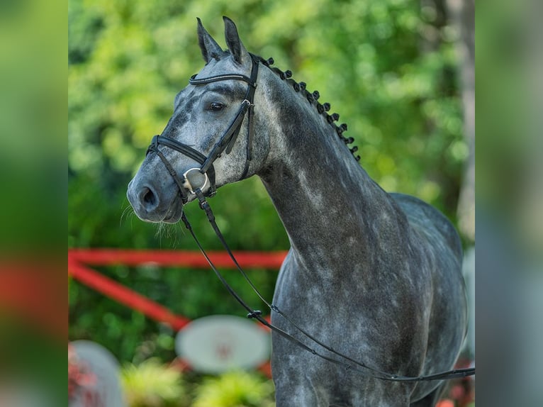 Westphalian Gelding 5 years 16,1 hh Grey in M&#xFC;nster-Handorf