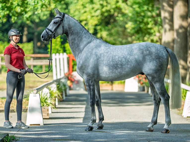 Westphalian Gelding 5 years 16,1 hh Grey in M&#xFC;nster-Handorf