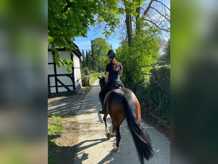 Westphalian Gelding 5 years 16,2 hh Bay-Dark in Berlin