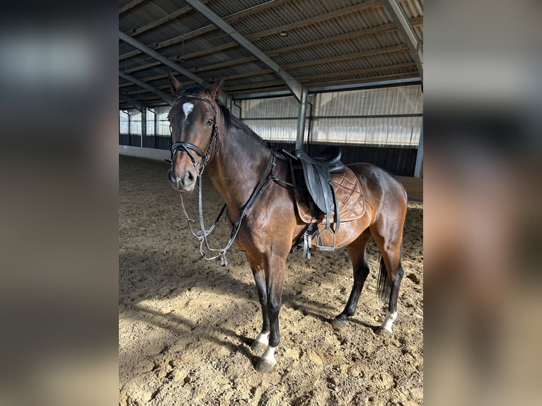 Westphalian Gelding 5 years 16,2 hh Bay-Dark in Berlin