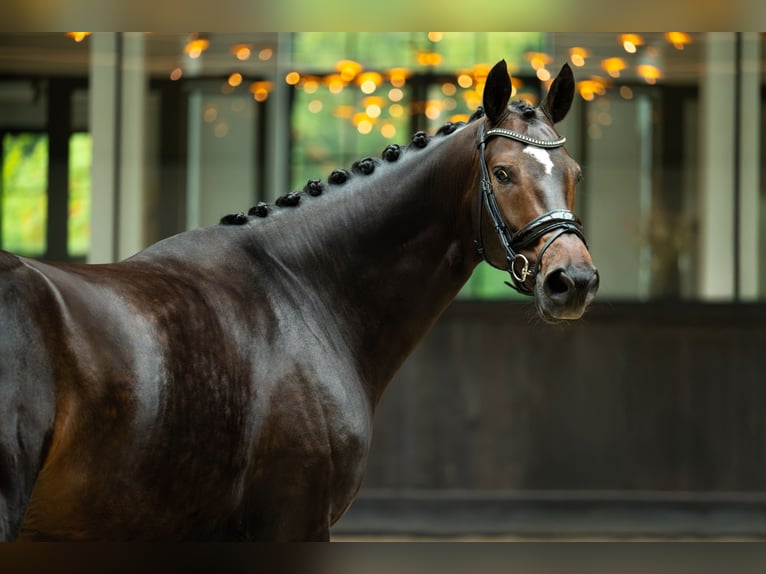 Westphalian Gelding 5 years 16,2 hh Bay in Mol