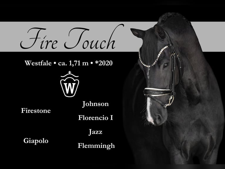 Westphalian Gelding 5 years 16,2 hh Black in Wehringen