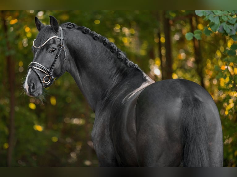 Westphalian Gelding 5 years 16,2 hh Black in Wehringen