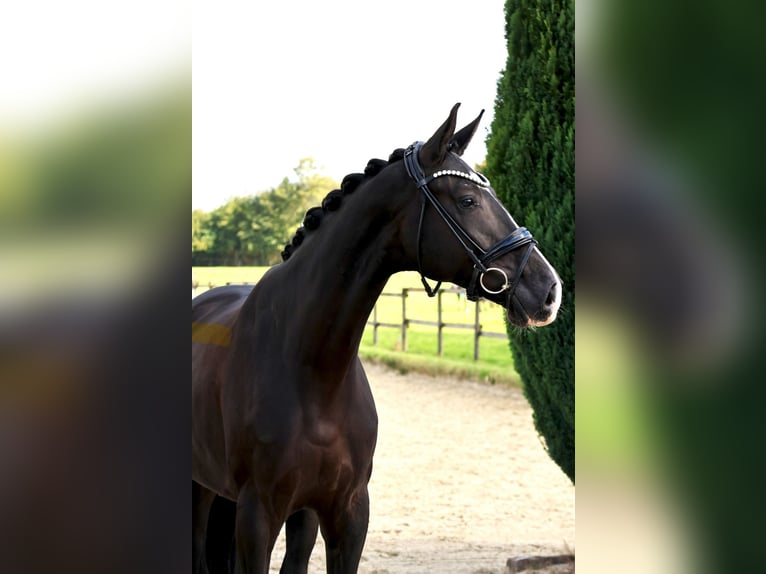 Westphalian Gelding 5 years 16,2 hh Black in Nottuln