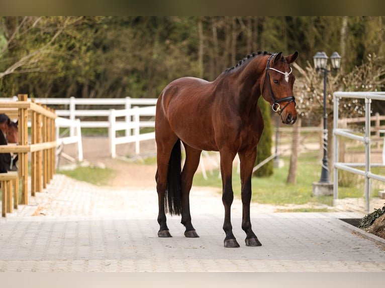 Westphalian Gelding 5 years 16,2 hh Brown in Bodenkirchen