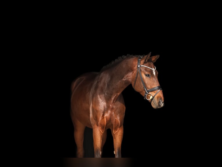 Westphalian Gelding 5 years 16,2 hh Brown in Bodenkirchen