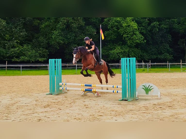 Westphalian Gelding 5 years 16,2 hh Brown in L&#xFC;nen