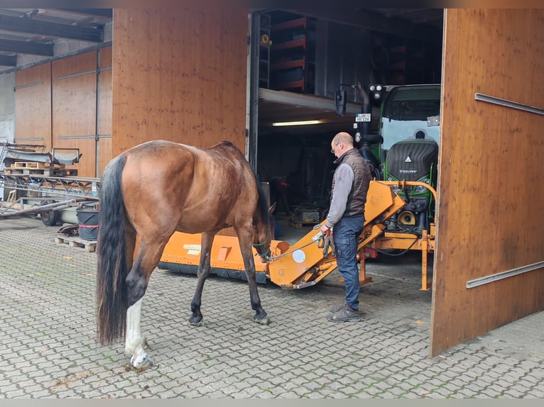 Westphalian Gelding 5 years 16,2 hh Brown in L&#xFC;nen