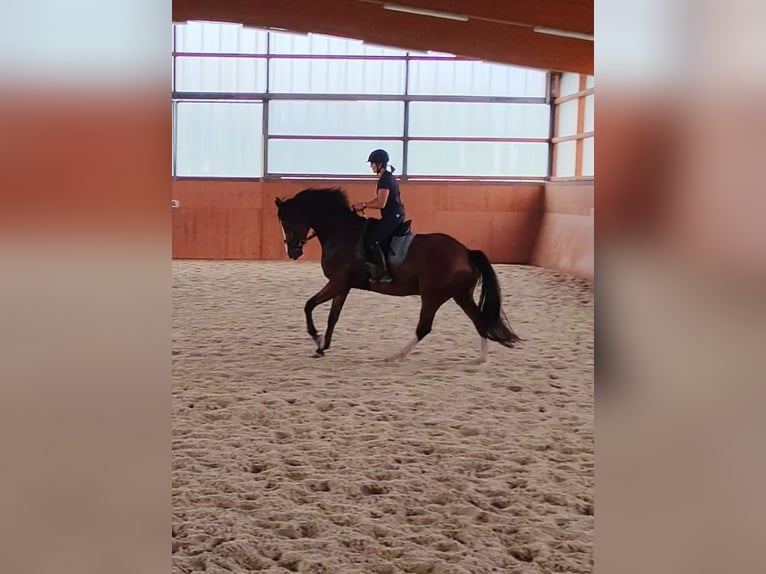 Westphalian Gelding 5 years 16,2 hh Brown in L&#xFC;nen