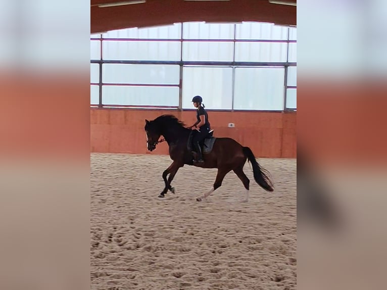 Westphalian Gelding 5 years 16,2 hh Brown in L&#xFC;nen