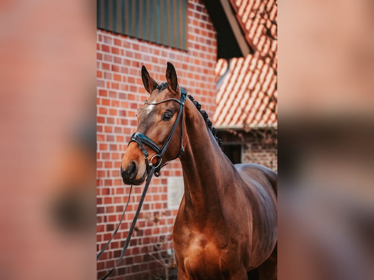 Westphalian Gelding 5 years 16,2 hh Brown in Warendorf