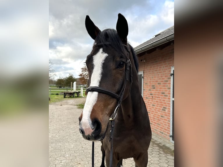 Westphalian Gelding 5 years 16,2 hh Brown in Rees