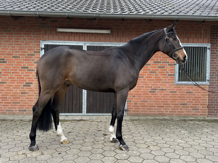 Westphalian Gelding 5 years 16,2 hh Brown in Rees
