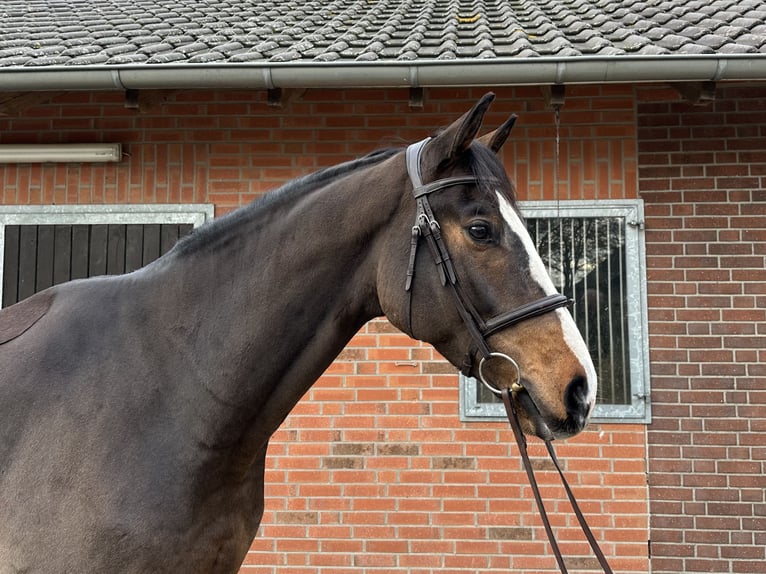 Westphalian Gelding 5 years 16,2 hh Brown in Rees
