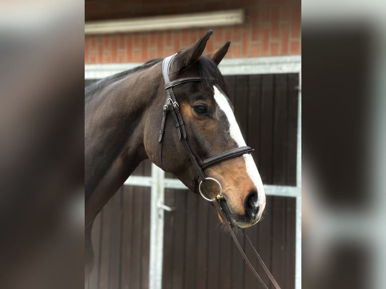 Westphalian Gelding 5 years 16,2 hh Brown in Rees