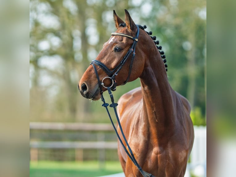 Westphalian Gelding 5 years 16,2 hh Brown in Münster-Handorf