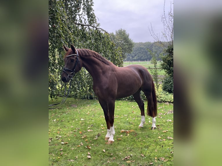 Westphalian Gelding 5 years 16,2 hh Chestnut-Red in Ibbenb&#xFC;ren