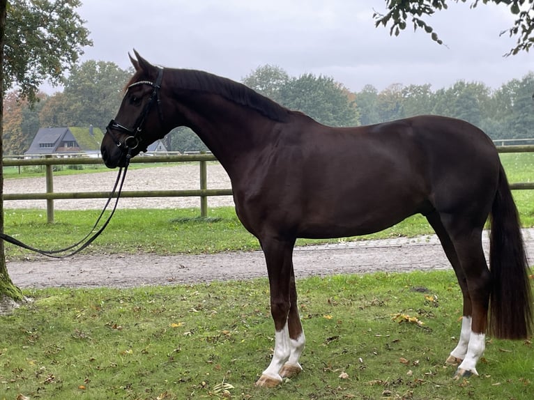 Westphalian Gelding 5 years 16,2 hh Chestnut-Red in Ibbenb&#xFC;ren