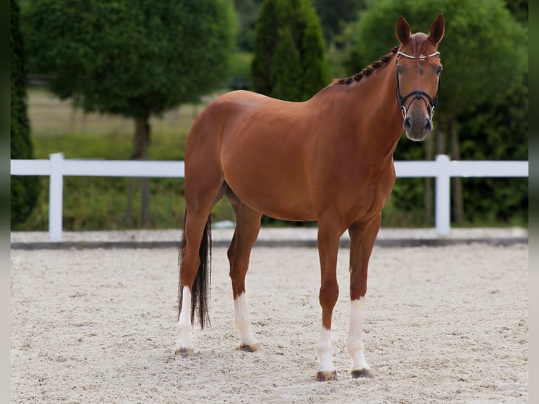 Westphalian Gelding 5 years 16,2 hh Chestnut-Red in Schw&#xE4;bisch Hall