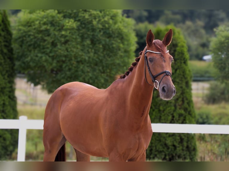 Westphalian Gelding 5 years 16,2 hh Chestnut-Red in Schw&#xE4;bisch Hall