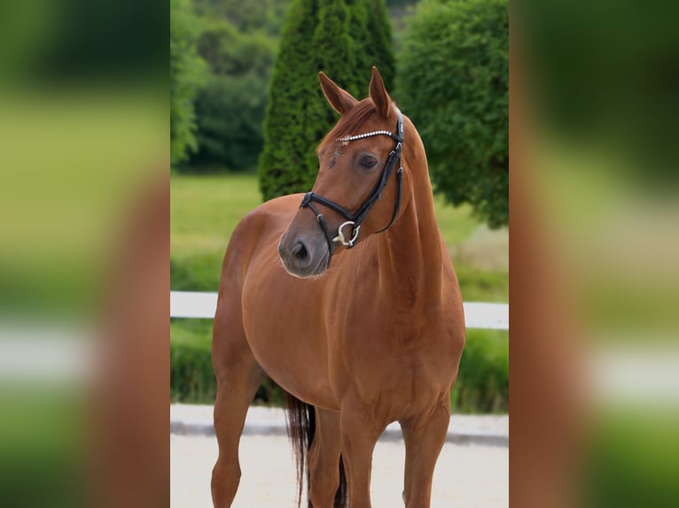 Westphalian Gelding 5 years 16,2 hh Chestnut-Red in Schw&#xE4;bisch Hall