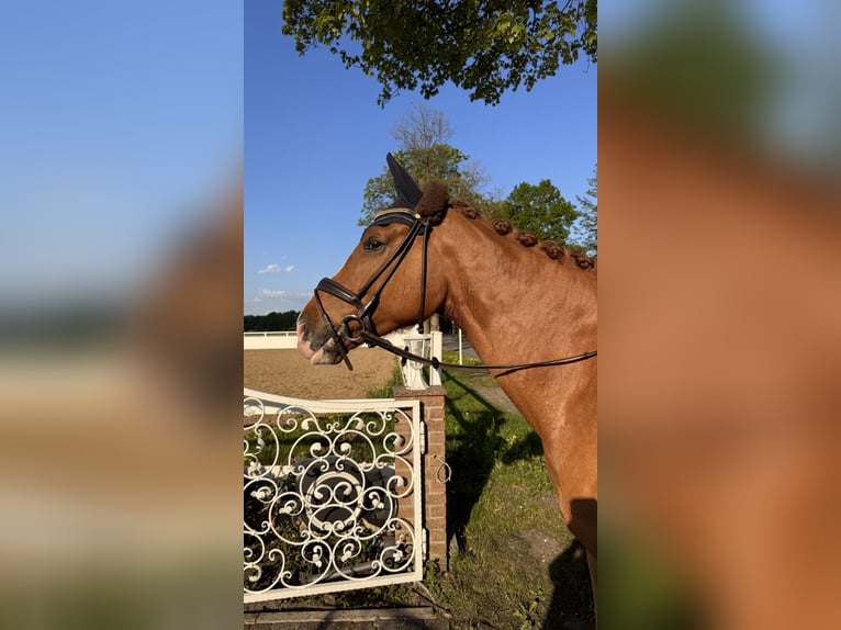 Westphalian Gelding 5 years 16,2 hh Chestnut-Red in Schlangen