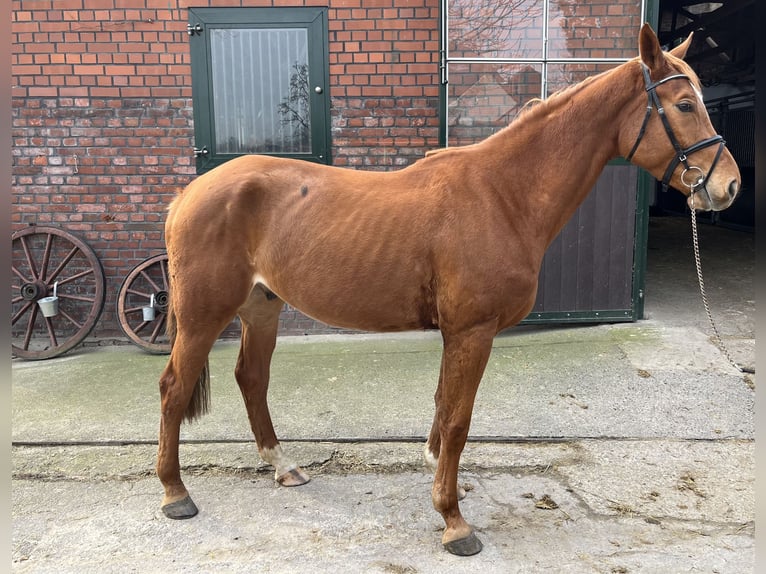 Westphalian Gelding 5 years 16,2 hh Chestnut-Red in Werl