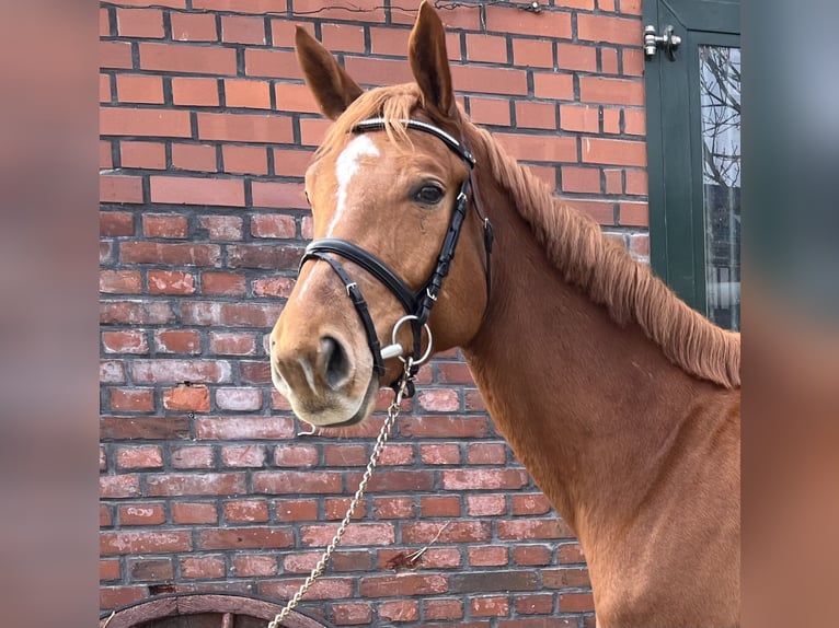 Westphalian Gelding 5 years 16,2 hh Chestnut-Red in Werl