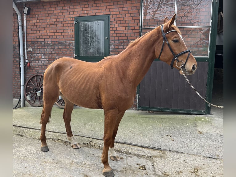 Westphalian Gelding 5 years 16,2 hh Chestnut-Red in Werl
