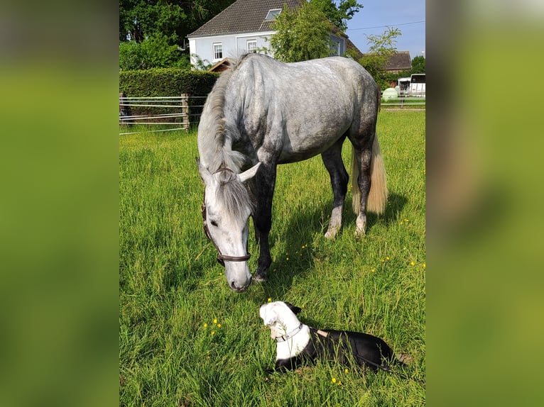 Westphalian Gelding 5 years 16,2 hh Gray-Dapple in Essen