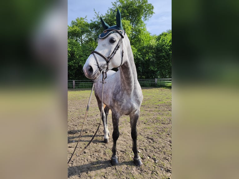 Westphalian Gelding 5 years 16,2 hh Gray-Dapple in Essen