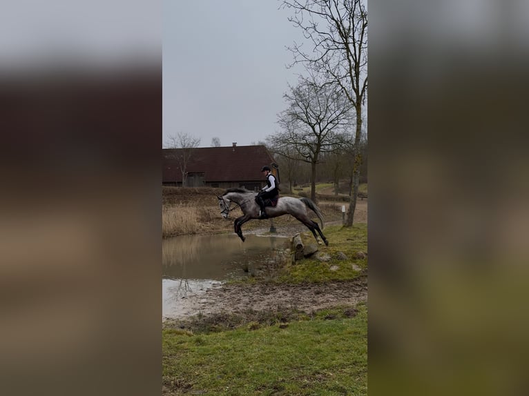 Westphalian Gelding 5 years 16,2 hh Grey-Fleabitten in Lübeck