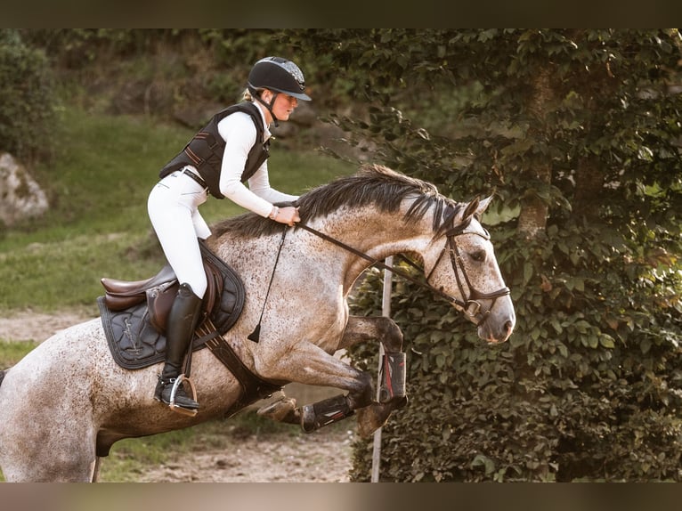 Westphalian Gelding 5 years 16,2 hh Grey-Fleabitten in Lübeck