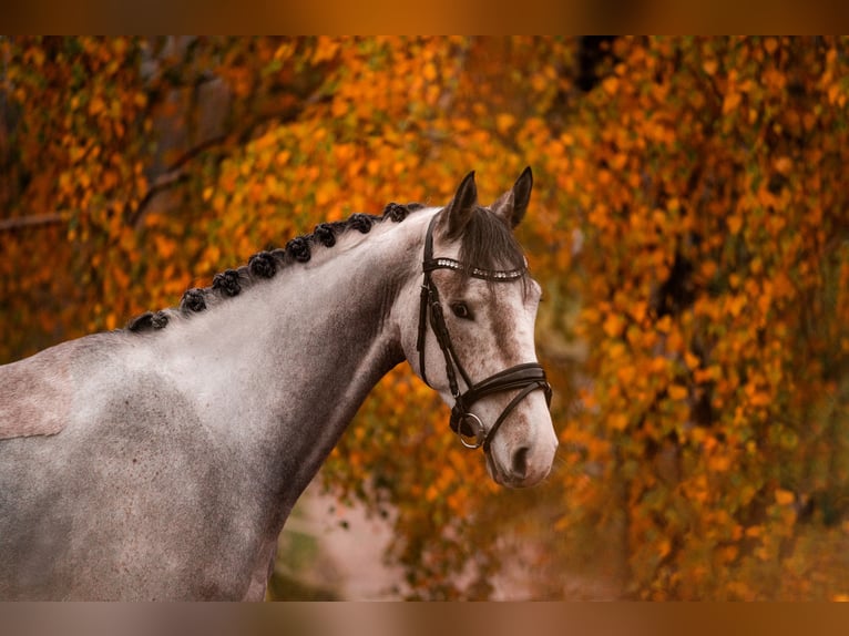 Westphalian Gelding 5 years 16,2 hh Grey-Fleabitten in Lübeck
