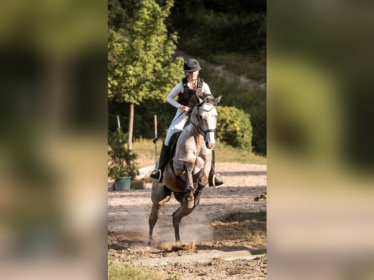 Westphalian Gelding 5 years 16,2 hh Grey-Fleabitten in Lübeck