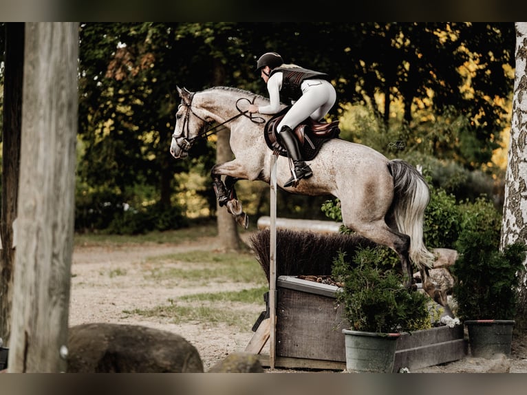 Westphalian Gelding 5 years 16,2 hh Grey-Fleabitten in Lübeck