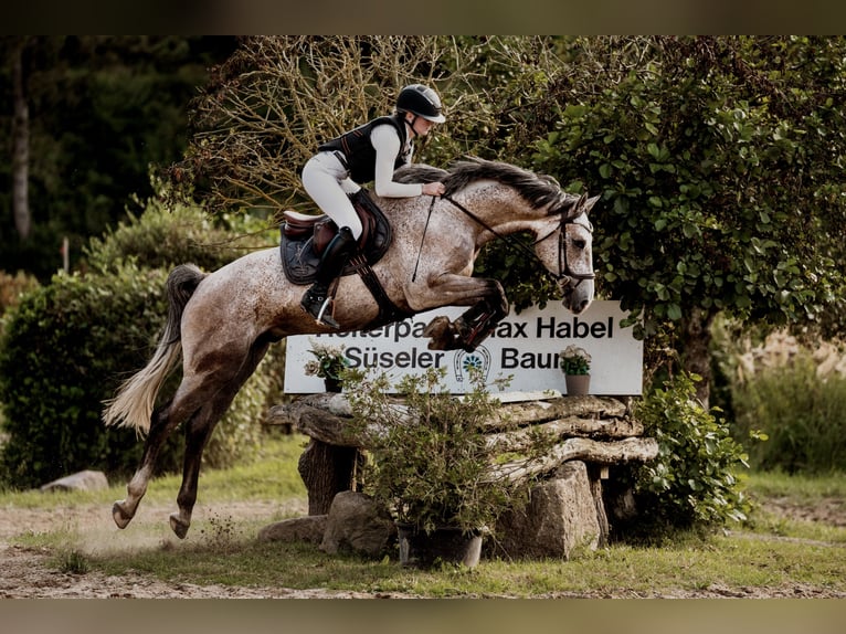 Westphalian Gelding 5 years 16,2 hh Grey-Fleabitten in Lübeck