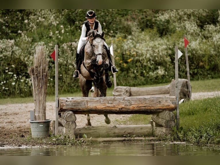 Westphalian Gelding 5 years 16,2 hh Grey-Fleabitten in Lübeck