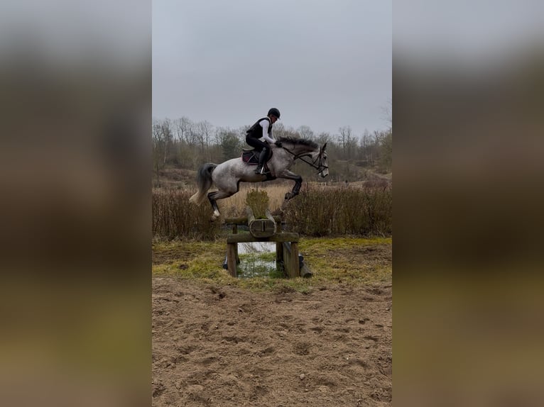 Westphalian Gelding 5 years 16,2 hh Grey-Fleabitten in Lübeck
