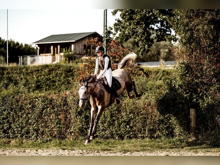 Westphalian Gelding 5 years 16,2 hh Grey-Fleabitten in Lübeck