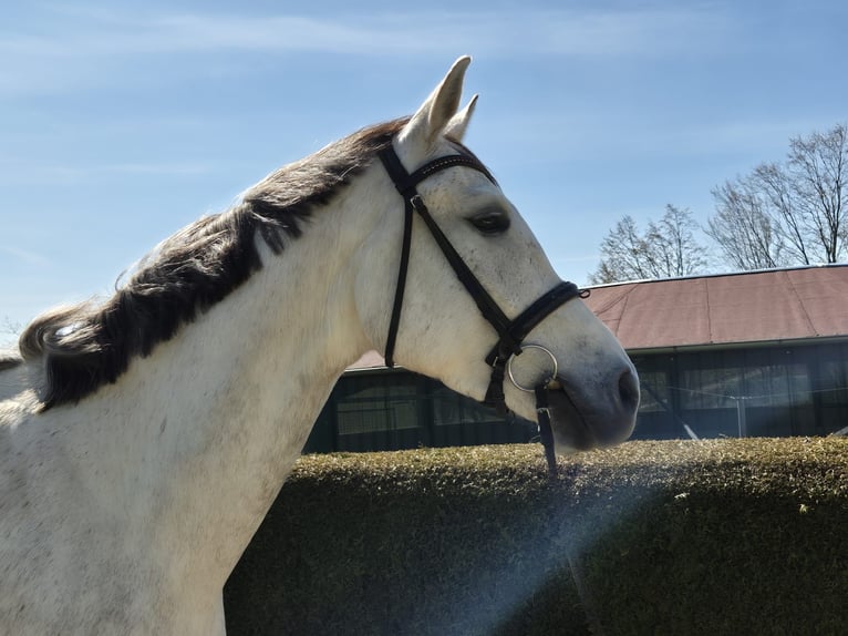 Westphalian Gelding 5 years 16,2 hh Grey in Bad Driburg
