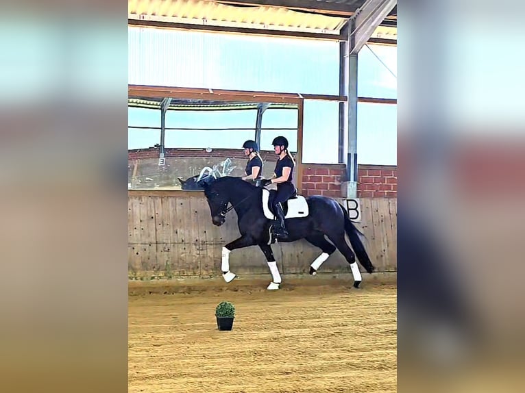 Westphalian Gelding 5 years 16,2 hh Smoky-Black in Warendorf