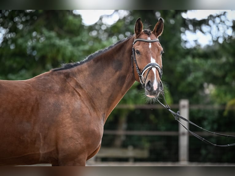 Westphalian Gelding 5 years 16,3 hh Brown in Altwis