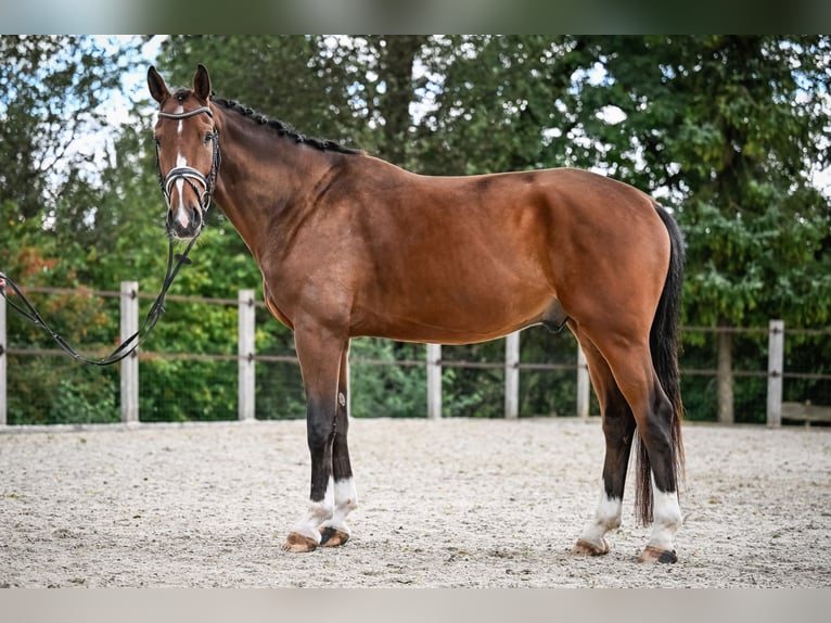 Westphalian Gelding 5 years 16,3 hh Brown in Altwis